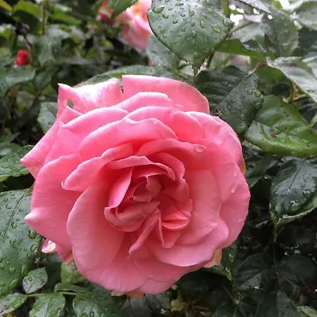 La Casa Nel Bosco 4* Gorizia