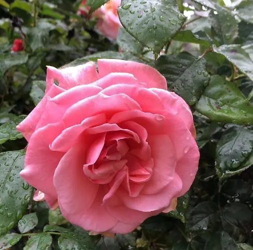 La Casa Nel Bosco 4* غوريزيا